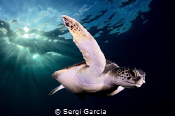 afternoon: a colony of green turtles (chelonya mydas) has... by Sergi Garcia 
